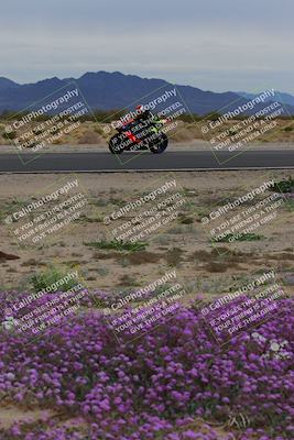 media/Jan-14-2023-SoCal Trackdays (Sat) [[497694156f]]/Turn 14 Exit Bloomig (145pm)/